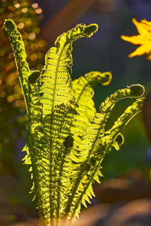 Young leaves of the fern plant in the warm evening lighting. Macro photo with blurry background and beautiful floral details.の写真素材