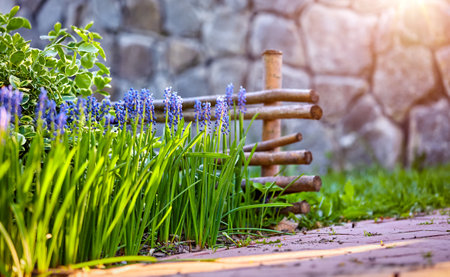 Muscari spring flowers by the decorative wooden fence and stone wall during sunset with warm sunlighting. Landscaping design details for home gardening and flowering.の写真素材