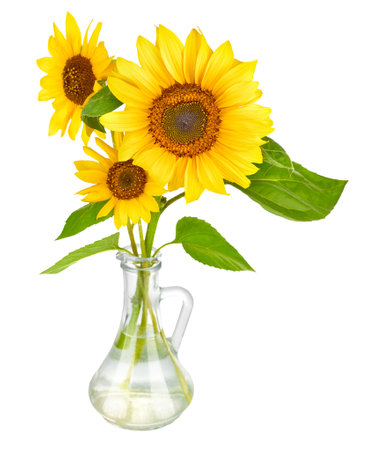 Bouquet of sunflower flower in glass vase. Isolated on white background. Natural flowers.の写真素材