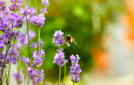 Bee picks honey from lavender flowers. Lavender field flower macro photo with shallow depth of field.の写真素材