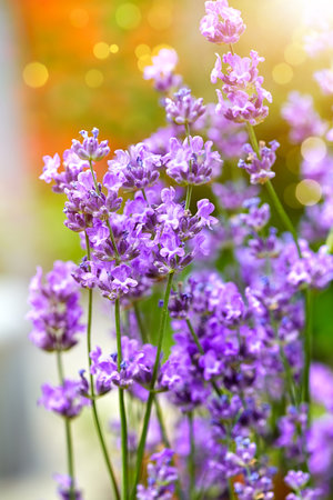 Lavender flowers macro photo with shallow depth of field.の写真素材