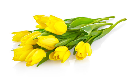 Bouquet of yellow tulip flowers isolated on white background. Natural tulips for spring holiday celebration.の写真素材