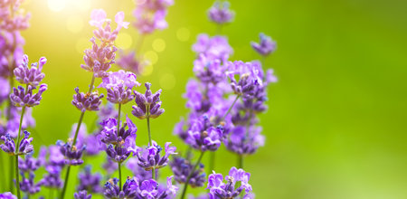 Lavender flowers macro photo with shallow depth of field. Copyspace, place for text on green blurry background.の写真素材