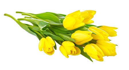 Bouquet of yellow tulip flowers isolated on white background. Natural tulips for spring holiday celebration.の写真素材