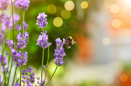 Bee picks honey from lavender flowers. Lavender field flower macro photo with shallow depth of field.の写真素材