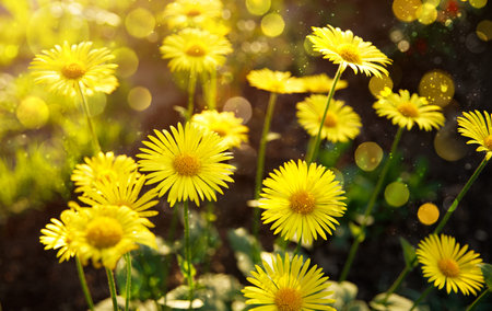 Yellow camomiles in garden with sunshine. Gardening and floriculture spring flowers.