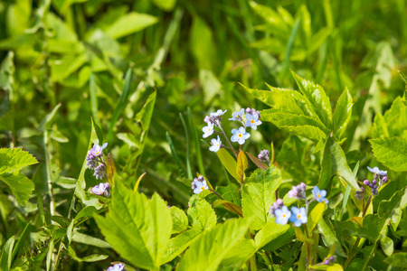 Little blue forget-me-not flowers on spring meadow.Meadow plant background: blue little flowers - forget-me-not close up and green grass.Bright bunches of blue flowersの写真素材