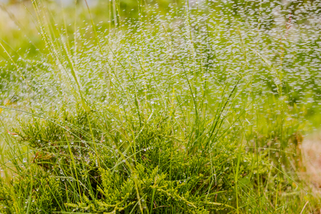 sparkling dew on the grass.meadow on a sunny afternoon. Ecology concept.Selective focus.Fresh morning dew on a spring grass in early morning. Sunny day concept. Natural background.の写真素材