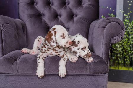 two adorable dalmatian puppies on a chair idoorsの写真素材