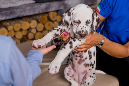 A small and clever puppy gives the paw to the boy. boy with his pet and boy holds dalmatian paw with a hand.give me five, dogの写真素材