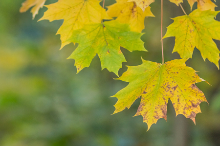 maple leaf, green and yellow autumn tree blurred nature background. Hello autumn, september concept. Park in autumn time. Maple tree. Copy spaceの写真素材