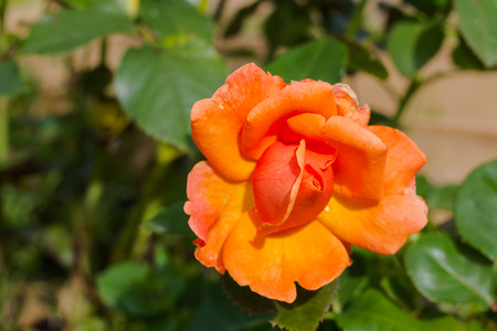 blooming orange rose growing in the garden close up. Flowers in the garden on sunny day. Copy space.の写真素材