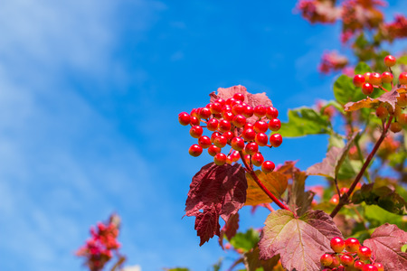 signs of autumn. ripe viburnum berries and yellow autumn leaves on blue sky. Copy space. Harvest timeの写真素材