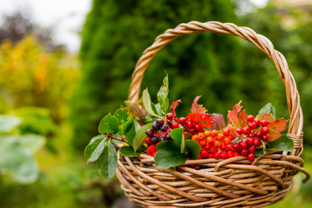 Lovely autumn concept, still life with red berries,rowan berry and yellow, red and green leaves in the basket, nature outdoor background.Copy space.composition of autumn berries, selective fokusの写真素材