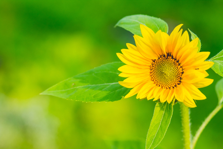Sunflower with green nature background.Sunflowers garden. Sunflowers have abundant health benefits. Sunflower oil improves skin health and promote cell regeneration.Copy spaceの写真素材