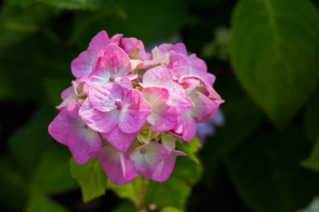 Hydrangea serrata purple flowes wet after the rain on a blurred green background of leaves. Garden flowers. closeup of pink flower in full bloom.Copy spaceの写真素材