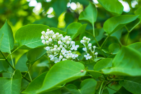 White Lilac Flowers in spring on a sunny day.natural spring backgroundの写真素材