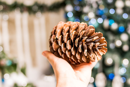 Big cone found in the forest. Shapely cone, almost size of a hand. A pine cone in a womans hand on Christmas tree light, Blurry background. preparing for the holidayの写真素材