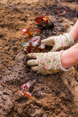 Gardener planting the flowers in spring. Vertical imageの写真素材