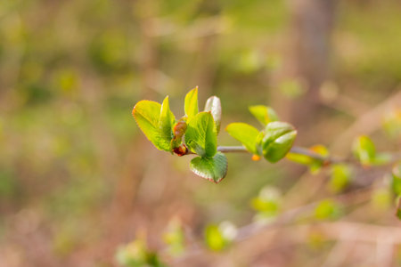 The first spring gentle leaves, buds and branches macro background