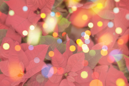 border of fresh poinsettia flowers or christmas star with festive colorful bokeh background. Merry christmas, greeting postcard, wallpaper.Christmas Poinsettia flower backround, Euphorbia pulcherrimaの写真素材