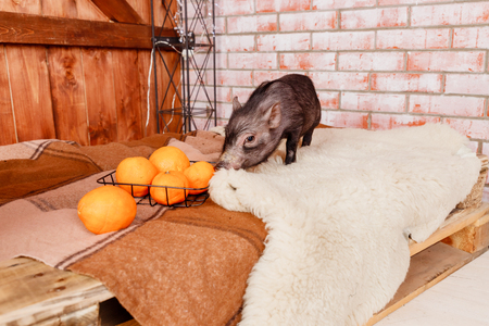 Greeting card Happy New Year 2019. Beautiful creative holiday banner with small black pig, symbol of 2019 in the Chinese calendar.の写真素材