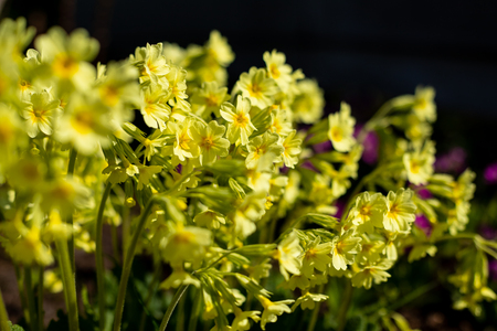 Perennial yellow primrose or primula in the spring garden.の写真素材