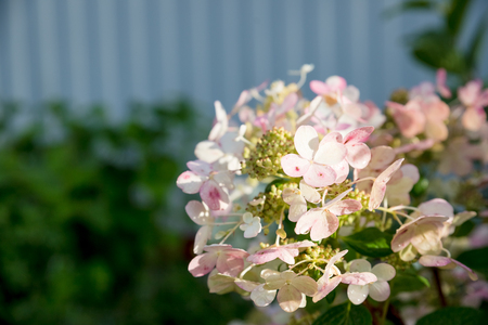 Hydrangea is pink, blue, lilac, violet, purple flowers are blooming in spring and summer at sunset in town garden.の写真素材