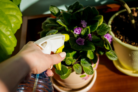 Young businesswoman sprays plants in flowerpots. Woman caring for house plant. Woman taking care of plants at her home, spraying a plant with pure water from a spray bottleの写真素材