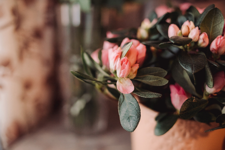 Pink azalea flowerpots for sale in flower shopの写真素材