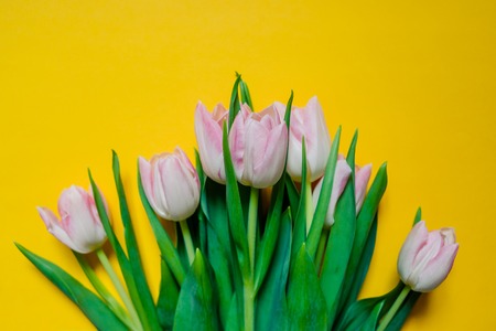 Pink tulips bunch, lovely spring flowers for Birthday, Mothers Day, Anniversary, Womens or Valentines Day.Gift for Mothers Day,Concept.Flowers composition isolated on yellow background.の写真素材