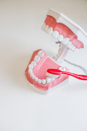 Teeth brush and jaw copy space. You should visit dentist to have full hygiene treatment and keep...