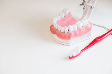 Teeth brush and jaw copy space. You should visit dentist to have full hygiene treatment and keep...
