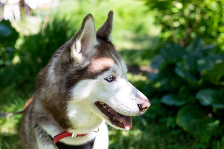 Close-up Portrait of lovely beige and white siberian husky dog with multicolored eyes in the green...