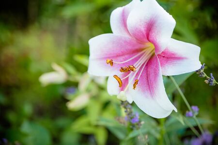 Pink lilly in the garden,Lily joop flowers,Lilium oriental joop.lily flower tropical plant blooming in the garden.Elegant beautiful pink flowers on nature background.Blooming lily flower budsの写真素材