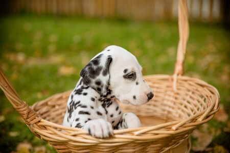 Adorable dalmatian dog outdoors in summer, autumn.Dalmatian, cute small puppy in basket.Cute small domestic dog good friend for a family and kids. Friendly and playful canine breedの写真素材