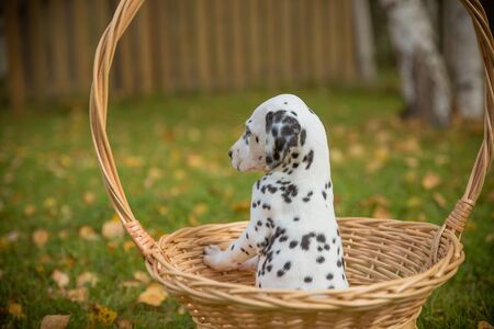 Adorable dalmatian dog outdoors in summer, autumn.Dalmatian, cute small puppy in basket.Cute small domestic dog good friend for a family and kids. Friendly and playful canine breedの写真素材