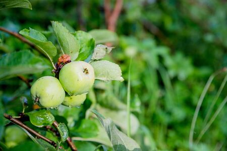 Green apples on a branch ready to be harvested, outdoors, selective focus.apple tree branch with leaves under the sunlight.Ripe apples on the tree in nature, Harvest timeの写真素材
