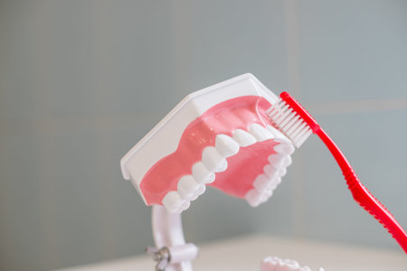 showing on a jaw model how to clean the teeth with tooth brush properly and right.demonstration on...