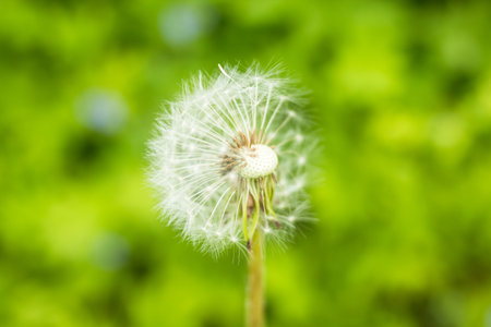 White fluffy dandelions, natural green blurred spring background, selective focus.Beautiful white dandelion flowers close-up.Copy spaceの写真素材
