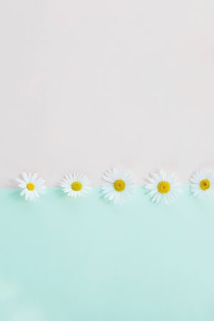 Fresh, white chamomiles or daisies isolated on pastel bachground. Soft light color. Greeting card. Mockup for positive idea. Empty place for inspirational, emotional text.Pattern made of daisy flowersの写真素材
