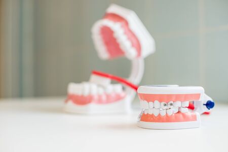 toothbrush brushing model teeth.jaw samples tooth model in dental office professional dental clinic.Dental Health Concepts. Copy spaceの写真素材