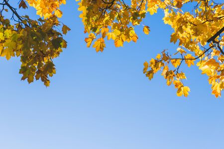 The warm autumn sun shining through golden treetops, with beautiful bright blue skyの写真素材