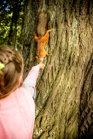 Girl feeding squirrel in autumn park. kid watching wild animal in fall forest with golden oak and...
