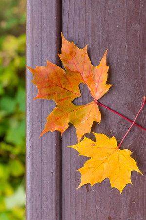 Fall in love photo metaphor. Red yellow maple leaf with heart shaped hole lays on dark wooden...