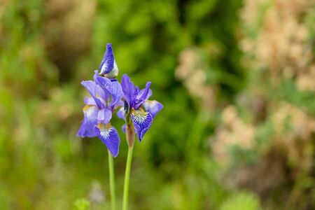 blooming violet irises.Violet iris over green meadow bright backgroundの写真素材