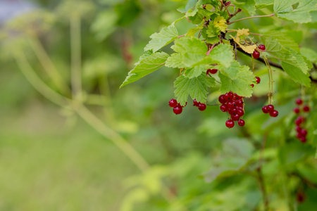 Ripe red currants hanging from bush ready for harvest.