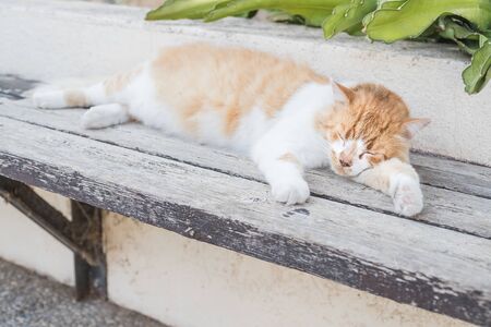 relaxing red cat,funny sleeping cat.red tabby cat sleeping on a wooden bench.portrait of a sleeping white with red cat pursed its paws.street red cat sleeps in the sunの写真素材