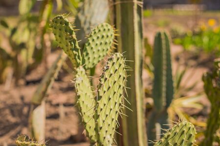 Kind of cacti. Cactus living in Africa,hot and arid climate. Cactus grows in nature. Large cactus needles are visible. Cactus in desert. Green cacti with long needles. White sand and cactus plant blurred backdrop. Prickly houseplant shopの写真素材