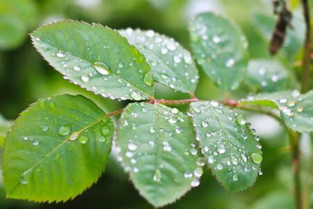 water on a plant leaf.The water droplets on the leaves during the rainy season of the rainforest are the source of the ecosystem.Ecology concept.Drop of dew in morning on leaf with sun lightの写真素材